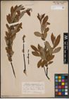 Foto von Salix cinerea L.